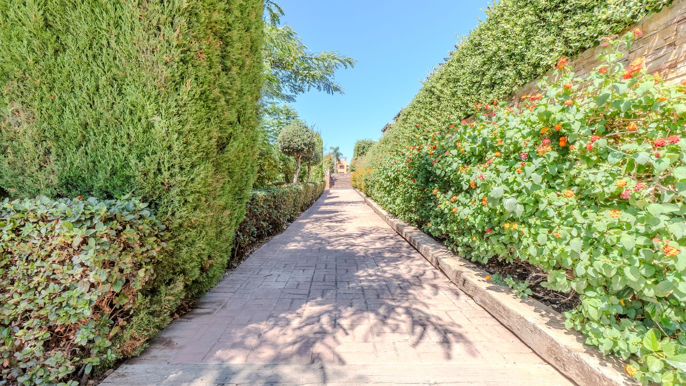 Paved garden path between tall flowering hedges